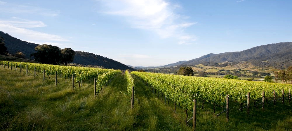 Vineyard Banner